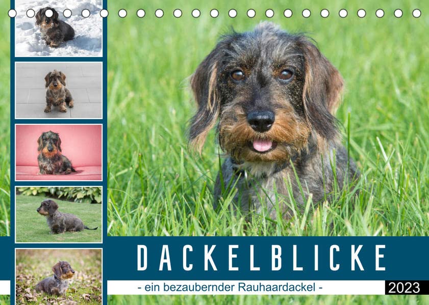 Dackelblicke - ein bezaubernder Rauhaardackel (Tischkalender 2023 DIN A5 quer): Hundeblicke, die verzaubern (Monatskalender, 14 Seiten )