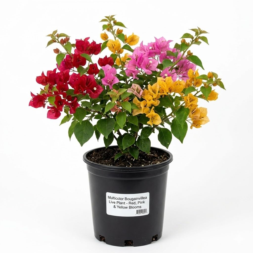 Rama & Shyama Tulsi Live Plants - 2 Pack Combo -15 Rama & Shyama Tulsi Live Plants - 2 Pack Combo -15