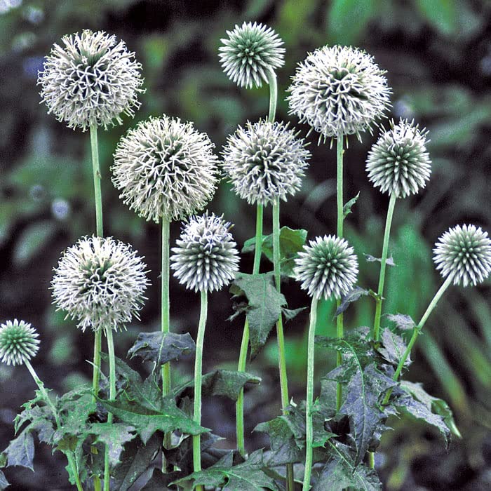 Amazon.co.jp: 宿根草 苗 エキノプス スターフロスト 9cmロング