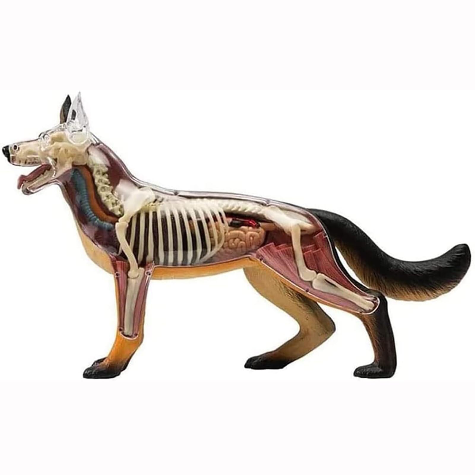 Demostración didáctica de animales Parte 29 Modelo didáctico de anatomía Modelo de anatomía 4D de perro con modelo biológico desmontable