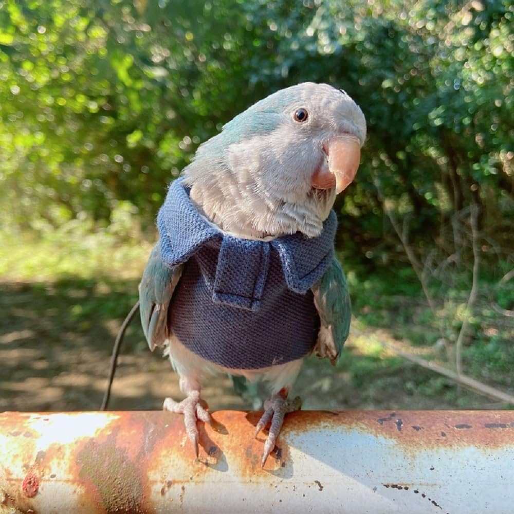 Parrot Bird Supplies, Light Flying Clothes, Warm and Comfortable, Tiger Skin, Green Cheek Parrot, Little Sun Parrot, Monk Parrot, Starling, mynah, Senegal Parrot, Mini Macaw Sweater (3XL)