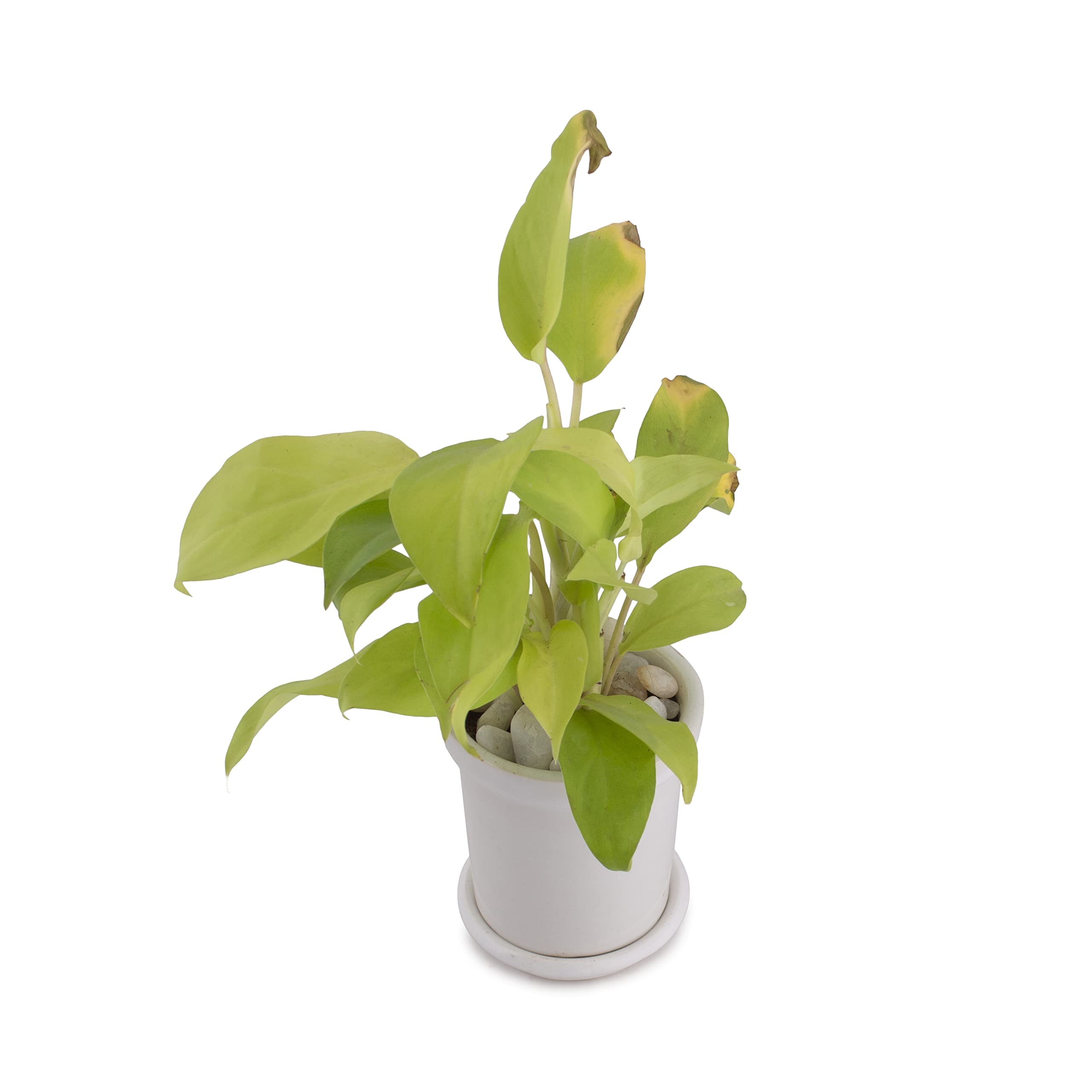 POSH Garden Pot with Tray Philodendron Gold | Home Decor | Indoor Plants | Beginner Friendly