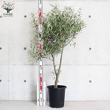 Amazon.co.jp: ITANSE オリーブの苗木 シプレッシーノ 挿し木5