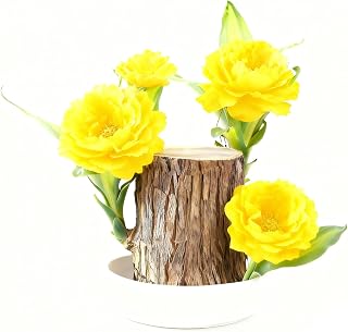 Brazil Wood Plant,Brazilian Lucky Plant,Home and Office Decoration, Desktop Plants,Housewarming Gift for Good Luck and Prosperity. (1, Yellow)