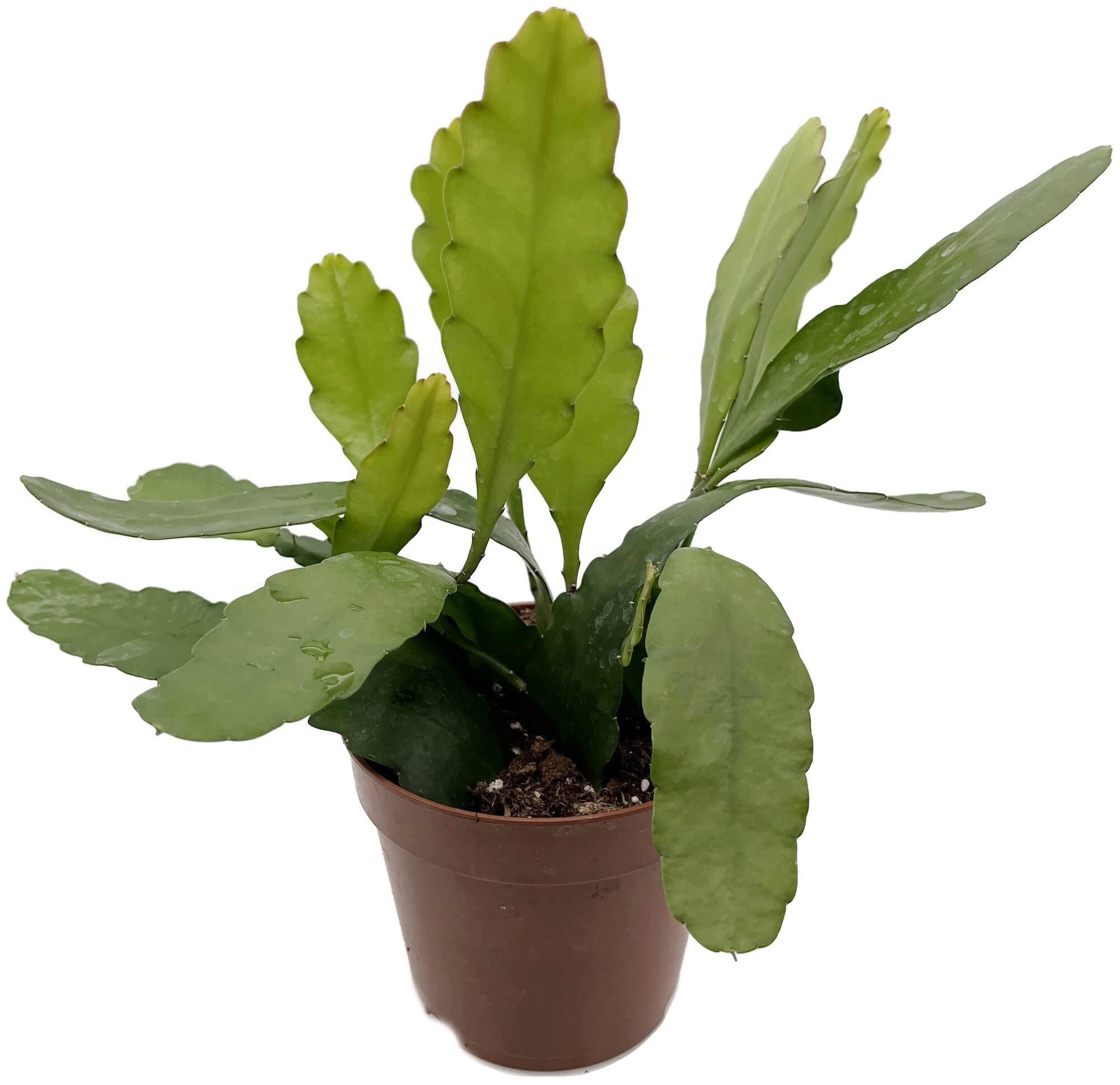Fangblatt - Epiphyllum 'Frhlingsgold' - Blattkaktus Bltenfarbe gelb - im   12 cm Topf - auergewhnlicher Kaktus : Amazon.de: Garten