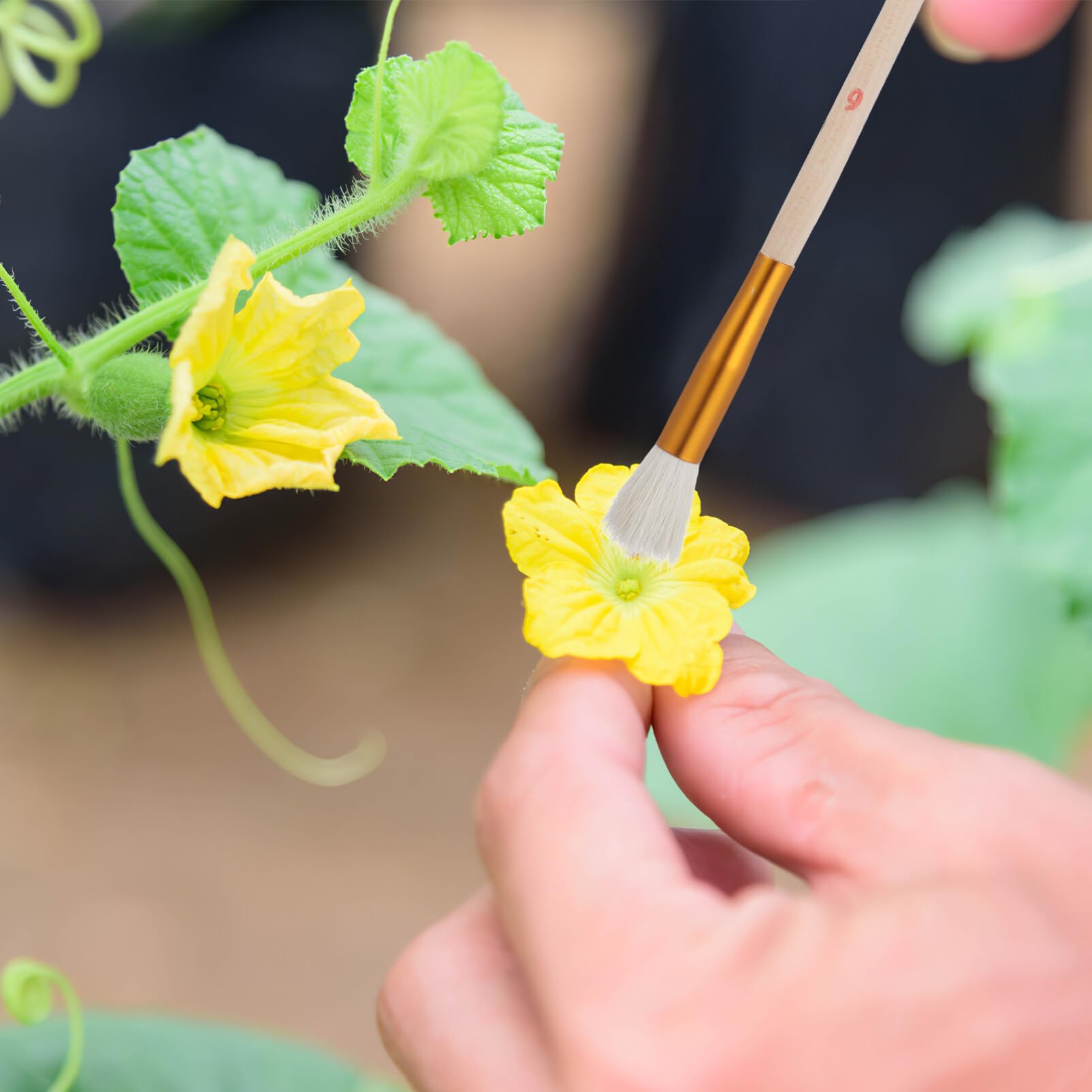 VANZACK 8pcs Vegetable Pollinator Brushes wood Hand Pollination Tube Manual Garden Fruits Pollinator Sprayer Brush Outdoor Tools - Image 4