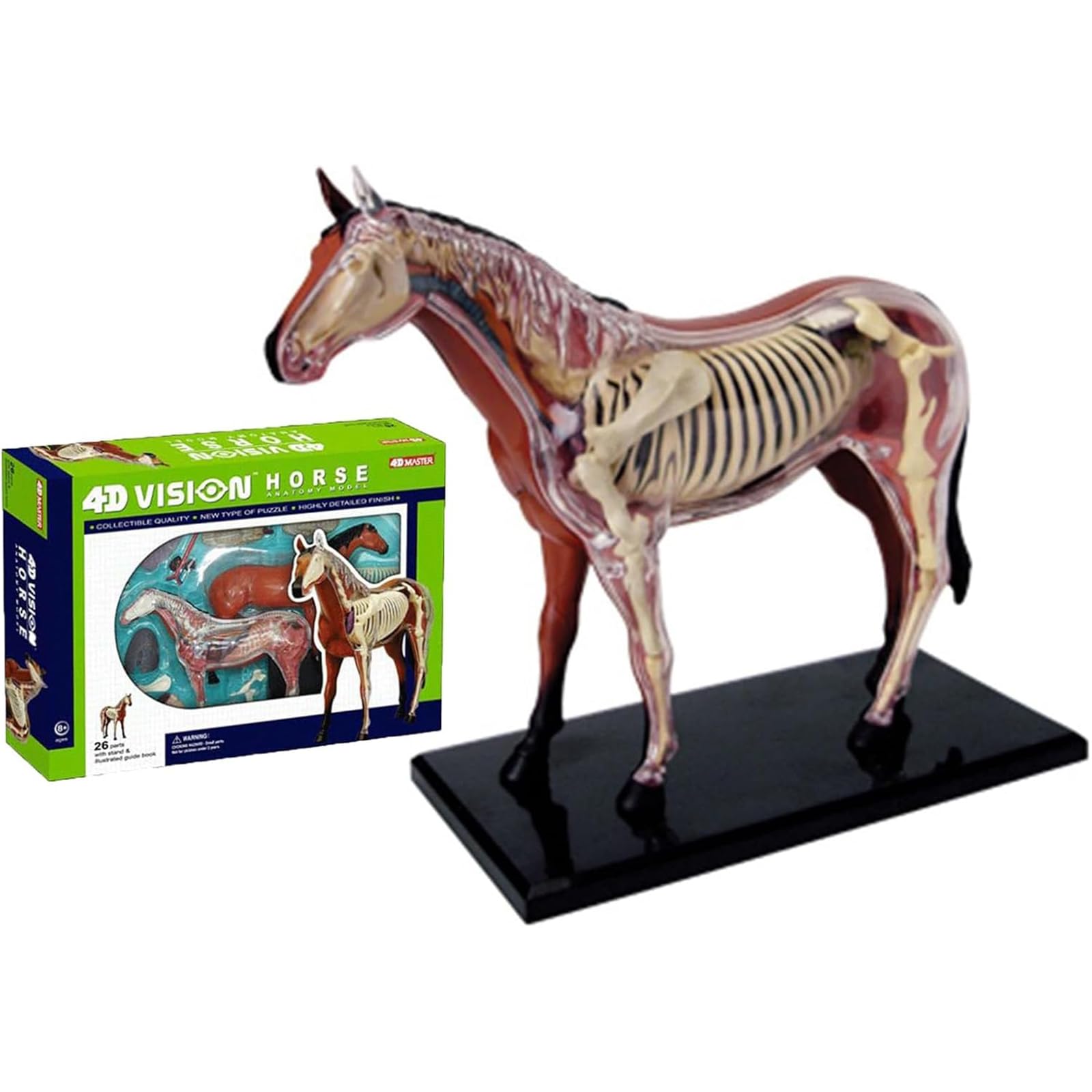 Generisch 4D Pferd Anatomie Modell - Tier Skelett Probe, abnehmbare Biologie, 26 Teile für Tierklinik Tierarzt AusbildungSchule Lehre Demonstration