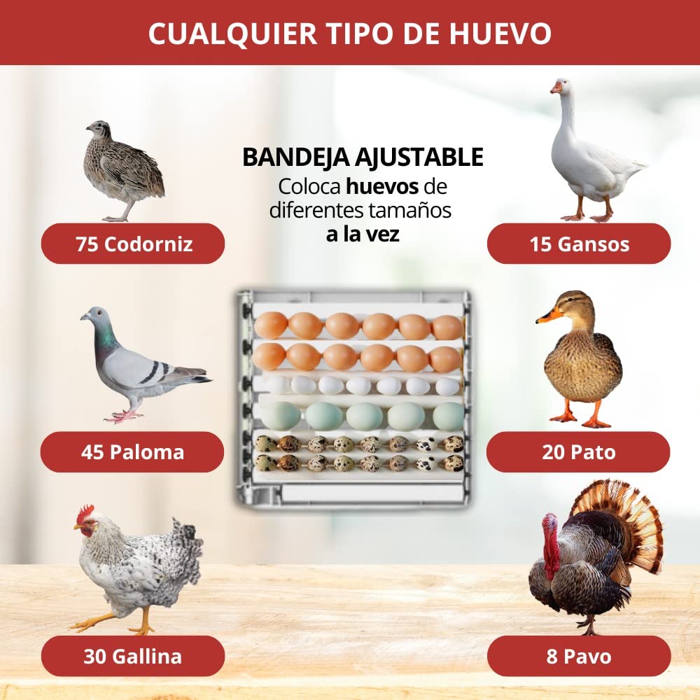 Arcanix Incubadora de Huevos Automática 30 Huevos Gallina 75 Codorniz - Incubadoras con Volteo Automatico Control de Temperatura y Humedad, Termómetro Higrómetro Chocadeira Ovos Automatica