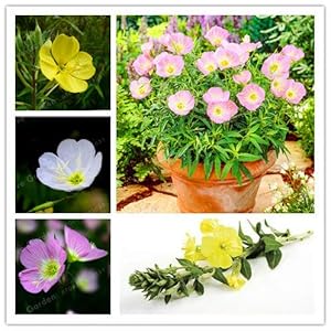 Bloom Green Co. Oenothera biennis Bonsai, 100Pcs enotera Can Estrazione di Olio Essenziale aromatico della pianta dei Bonsai, Facile Crescere Bonsai: Mix