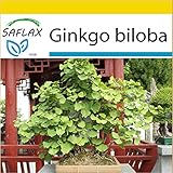 Nuestro set de cultivo contiene todo lo que necesita para un cultivo exitoso. Un pequeño invernadero (17 (L) x 10 (A) x 13 (A) cm), libre de gérmenes y sustrato de fibra de coco permeable (bloque desecado) y 2 macetas de fibra de coco para el trasplante después.