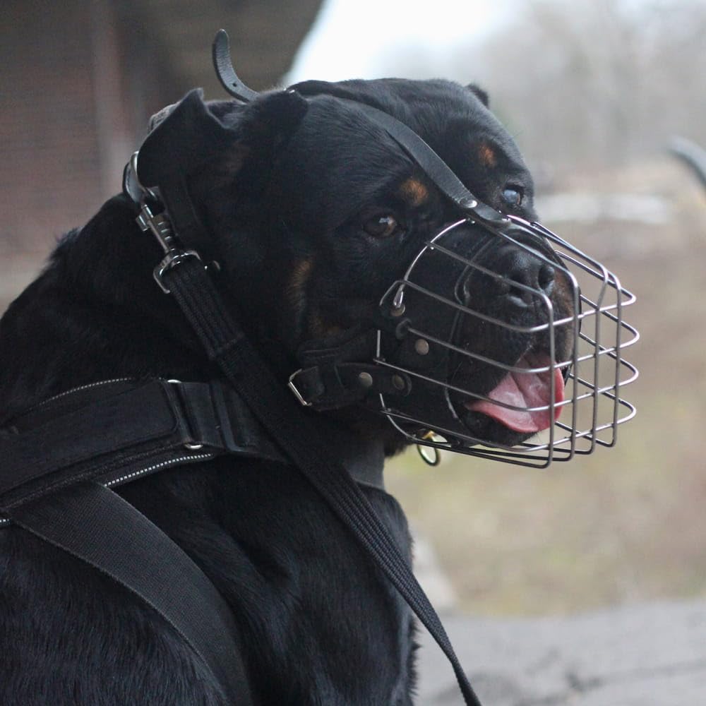 Dingo Gear Muselière d'entraînement pour Chien