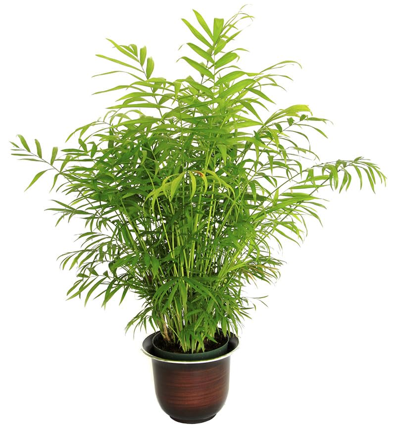 Bamboo Palm Seeds for Indoor Growing, Pack of 15