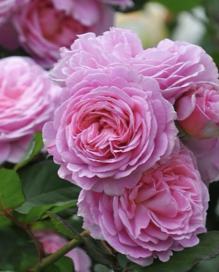 Amazon.co.jp: タイプS ピンクバラ苗 挿し木苗 : DIY・工具・ガーデン