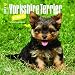 Yorkshire Terrier Puppies 2017 Mini 7x7