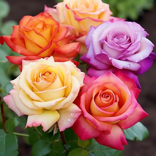 Miniatura 3 de Más de 250 semillas de rosas trepadoras mixtas, arbustos de rosas, semillas de rosas trepadoras para plantar al aire libre, alta tasa de germinación