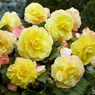 Superba Superba Strawberries Cream Begonia