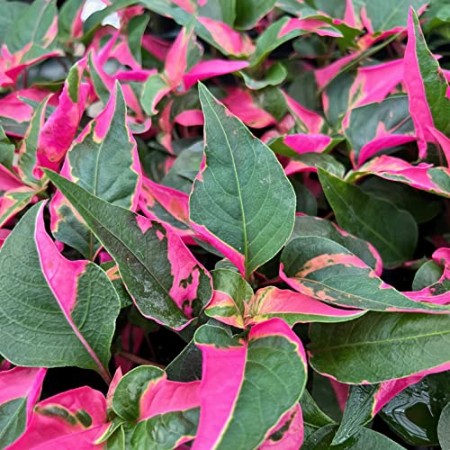 Alternanthera Party Time Joseph's Coat of Many Colors Live Plant - Alternanthera by Wellspring Gardens Starter Plant - Foliage for Gardens & Landscapes, Easy Care Outdoor Plant, Green and Pink Shrub
