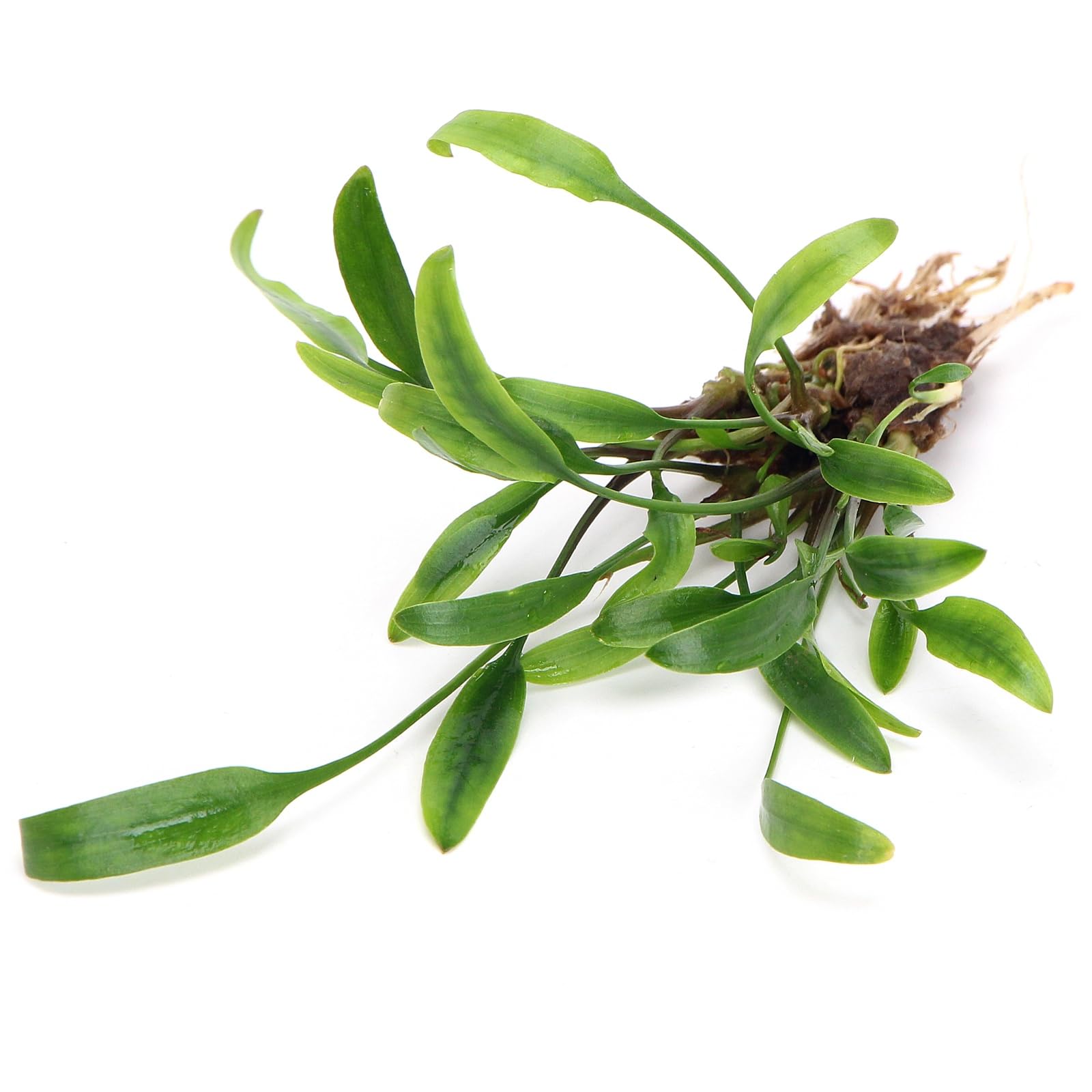 K2AQUA Cryptocoryne Lucens Live Aquarium Plant Freshwater Tropical Aquatic Decoration Healthy Growth Low Maintenance Natural Greenery Perfect for Fish Tank Aquascaping