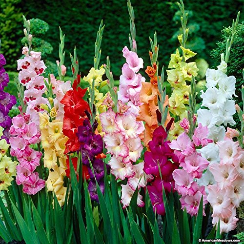 Kraft Seeds Gladiolus Flowering Bulbs (Multicolor, 40 Bulbs) | Fragrant Flower Bulbs for Home Gardening | Bulbs for Indoor Home Decor | Flowering Bulbs | Fresh Bulbs for Flower Pots (B07NZWW9YR) Amazon Price History, Amazon Price Tracker