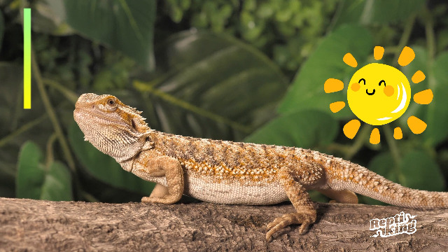 UVB Reptile Light, 10.0 24W, UVA UVB Reptile Light Bulb Lamp for Bearded Dragon, UVB Bulbs for Desert Reptiles - image 7