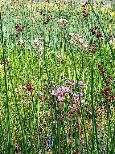 4 kräftige Schwanenblume Teichpflanzen mind.30-45 cm wunderschöne Pflanzen, Wasserpflanzen – Bild 3