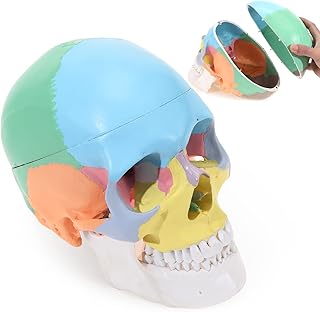 ASINTOD Anatomical Human Head Colorful Skull Model, Adult Human Life Size Colorful Skull Model Includes Full Set of Teeth, Removable Skull Cap and Articulated Mandible(Europe/America Style)