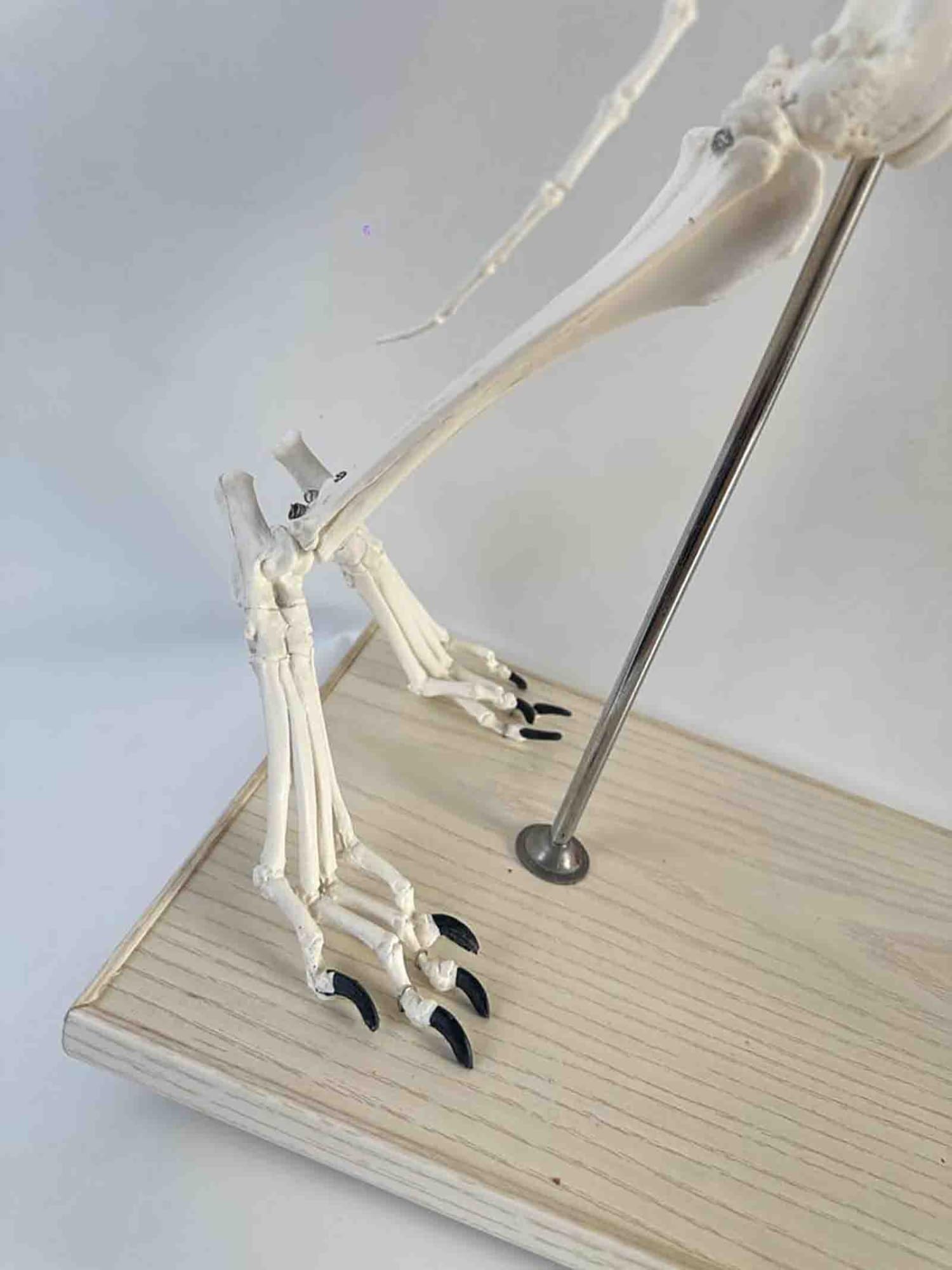 Model szkieletu dużego psa – medyczny model anatomiczny psa | Animal Specimens Dog Skeleton Anatomy 93 * 38.5 * 82.5 CM Professional Veterinary Model on Base