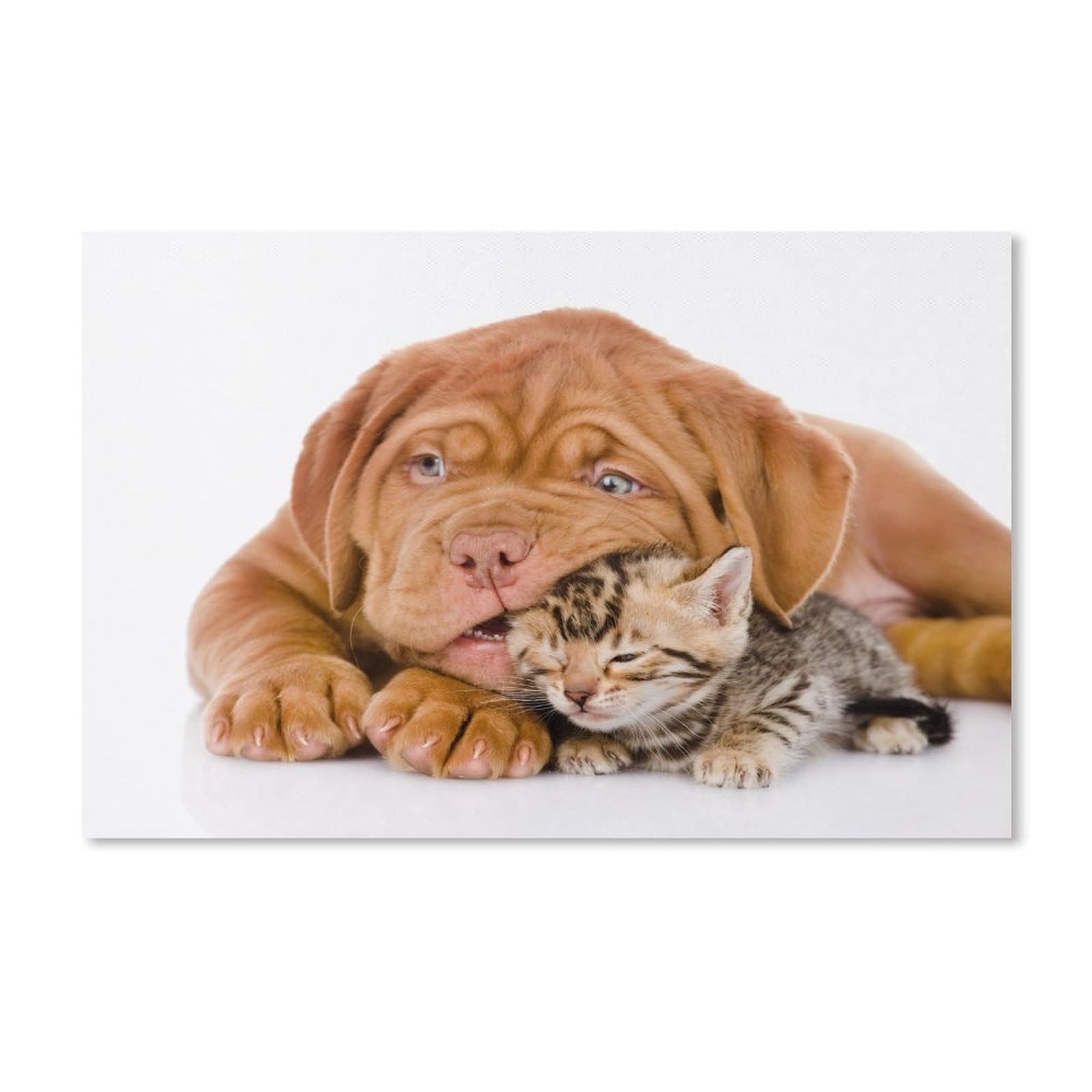 PGCKSK Dog with cat, Bulldog, Kitten，Diamond Painting Kits for Adults Diamond Art Diamond Painting Diamond Painting Pictures, Diamond Painting Children, 5D Diamond Painting （40x50cm）-206