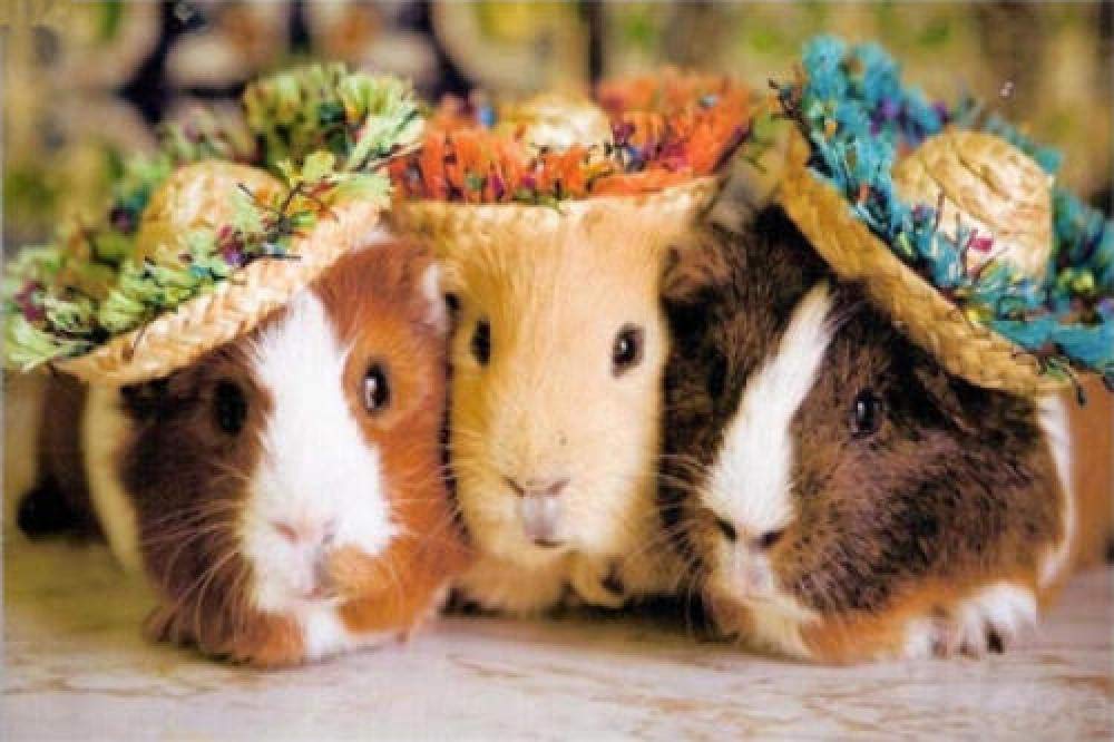 Peinture diamant 5D hamster mignon kit broderie 50x75 cm