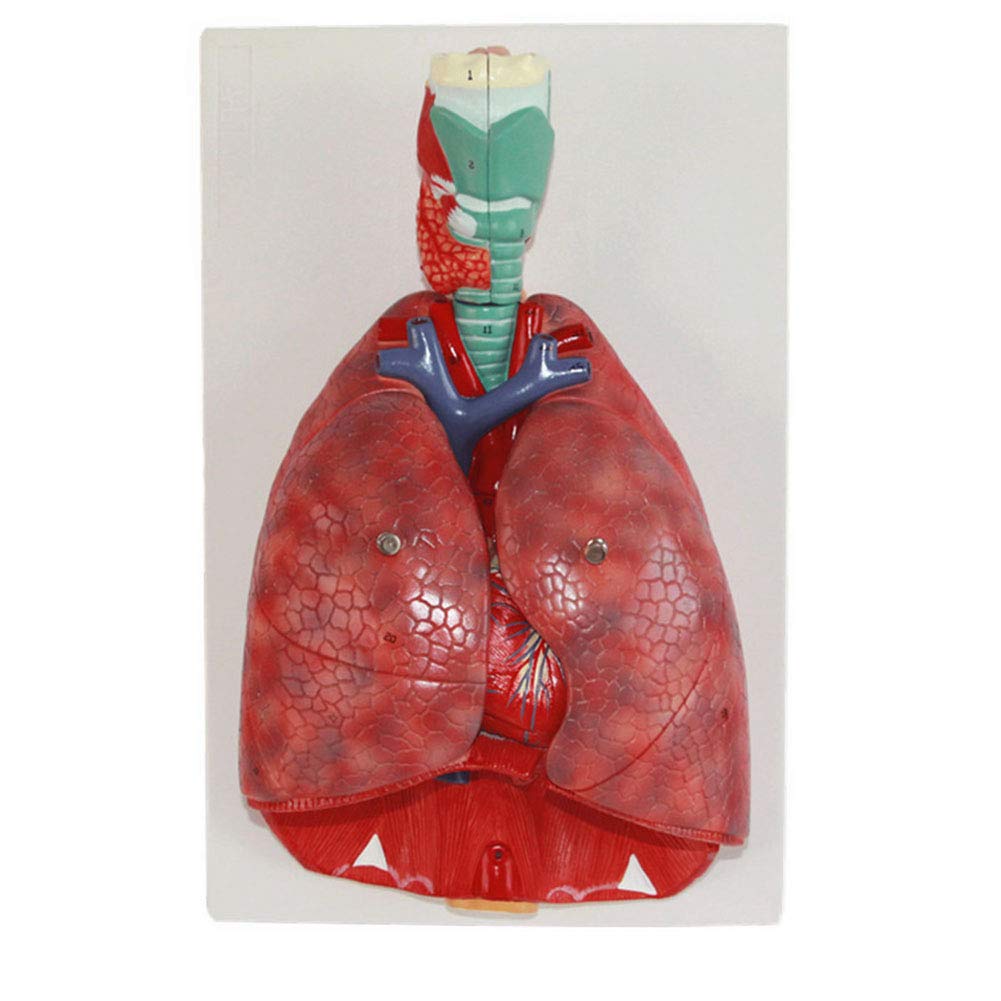 Buy Human Anatomical Anatomy Respiratory System Medical Model Throat ...