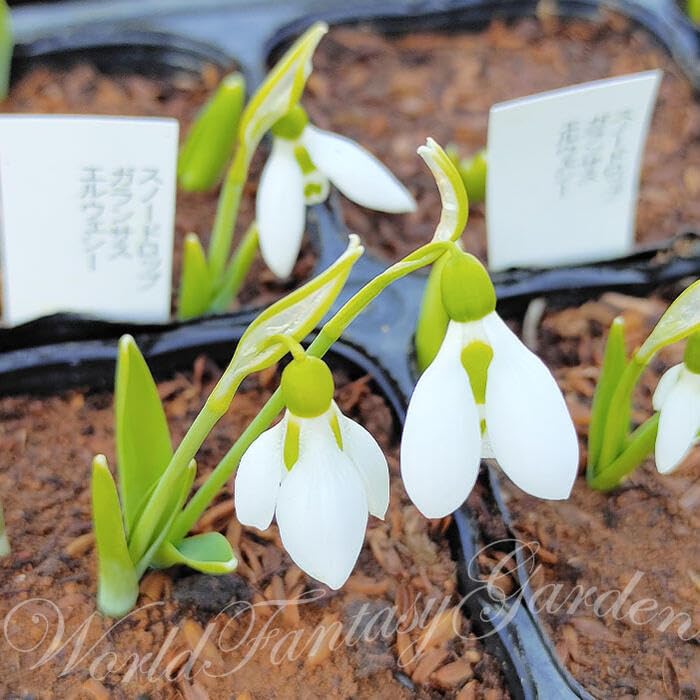 Amazon.co.jp: ハッピーガーデン 球根 スノードロップ ガランサス