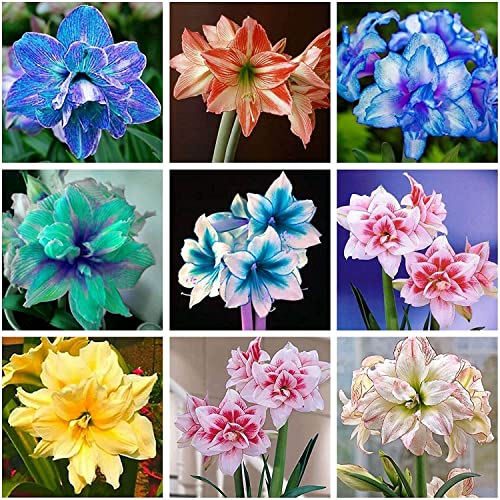 Amaryllis Zwiebel Kaufen Die 15 besten Produkte im Vergleich