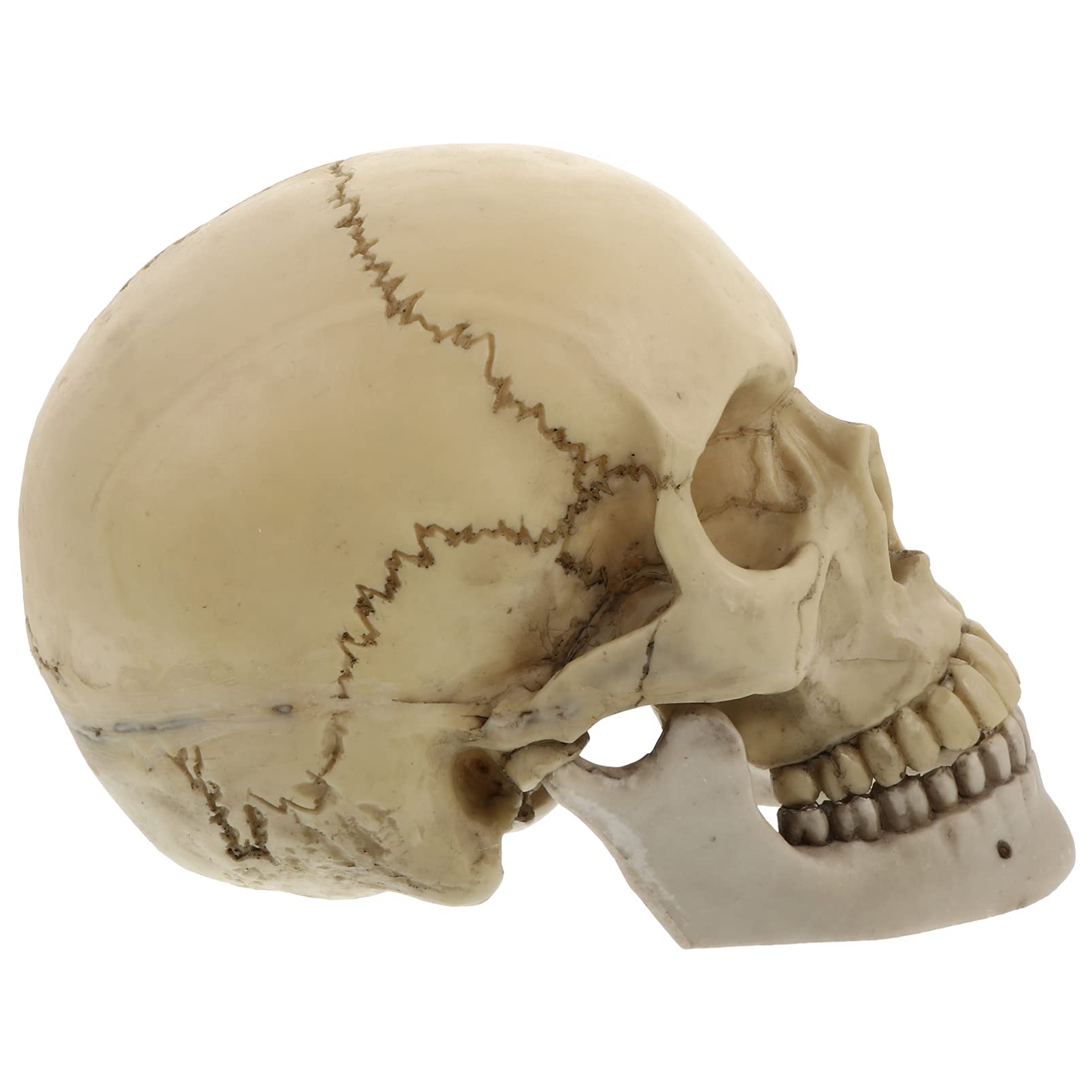 Tomaibaby Cráneo Humano de Tamaño Real Modelo de Halloween Cabeza Humana Calavera Esqueleto Accesorios Decoración Arte Estatuas Decoración Miedo Fantasma Esqueleto Cráneo para La Fiesta de