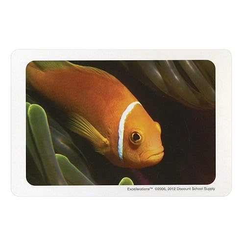 Miniatura 4 de Excellerations Familiar Objects - Tarjetas de lenguaje 8, paquete de 168, tarjetas de aprendizaje temprano, tarjetas educativas, tarjetas didácticas