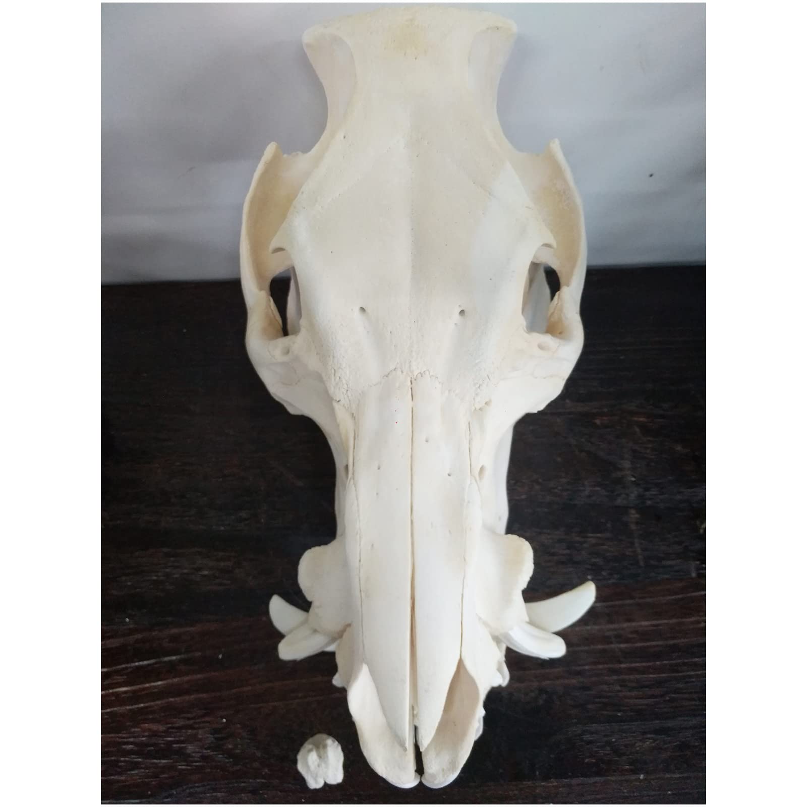 Amazon.co.jp: 本物の豚の頭蓋骨モデル本物の剥製動物の骨モデル