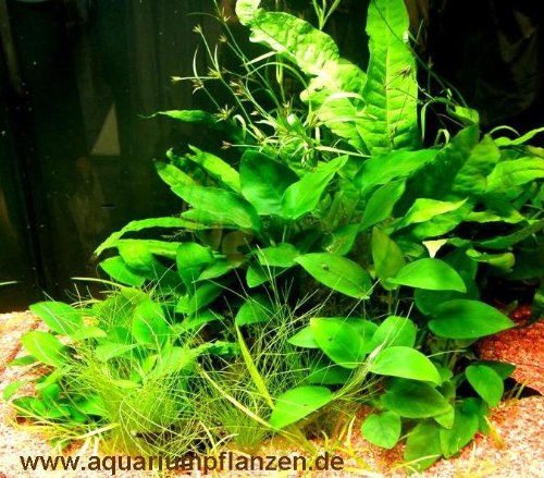Nano 1, Wasserpflanzen Set für Nanoaquarium 20-40l