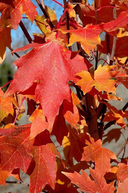 Image of Imported Maple Flower Seeds For Gardening (80-100 Seeds)