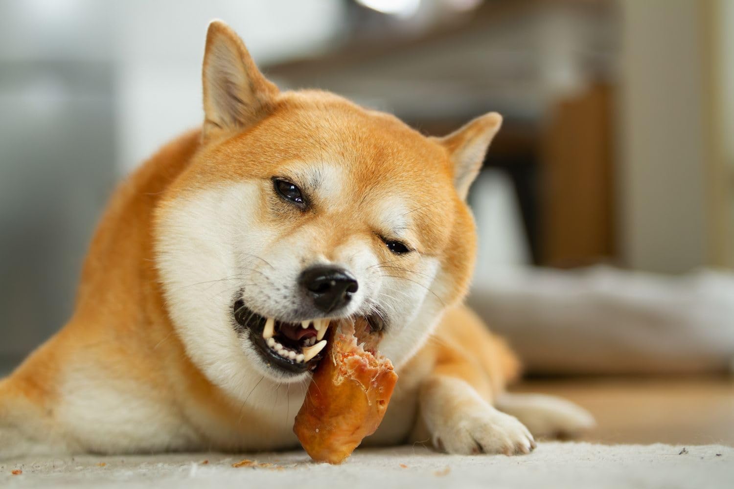 Snacks Naturales Deshidratados para Perros, 20 unds. (Orejas de Cerdo) | Chuches Deshidratadas de Carne Seca