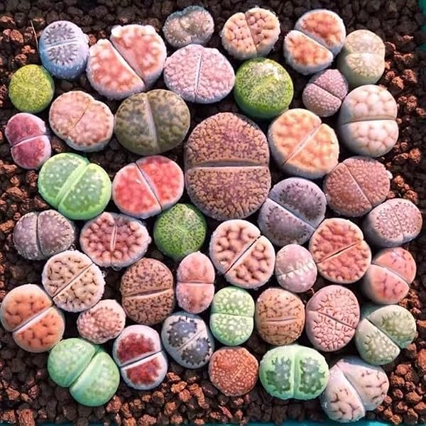 Rare Lithops Mix Succulent Cactus Exotic Living Stones Desert Rock Seed High Germination for Home Garden Bonsai Decor Indoor Outdoor (50) - 3