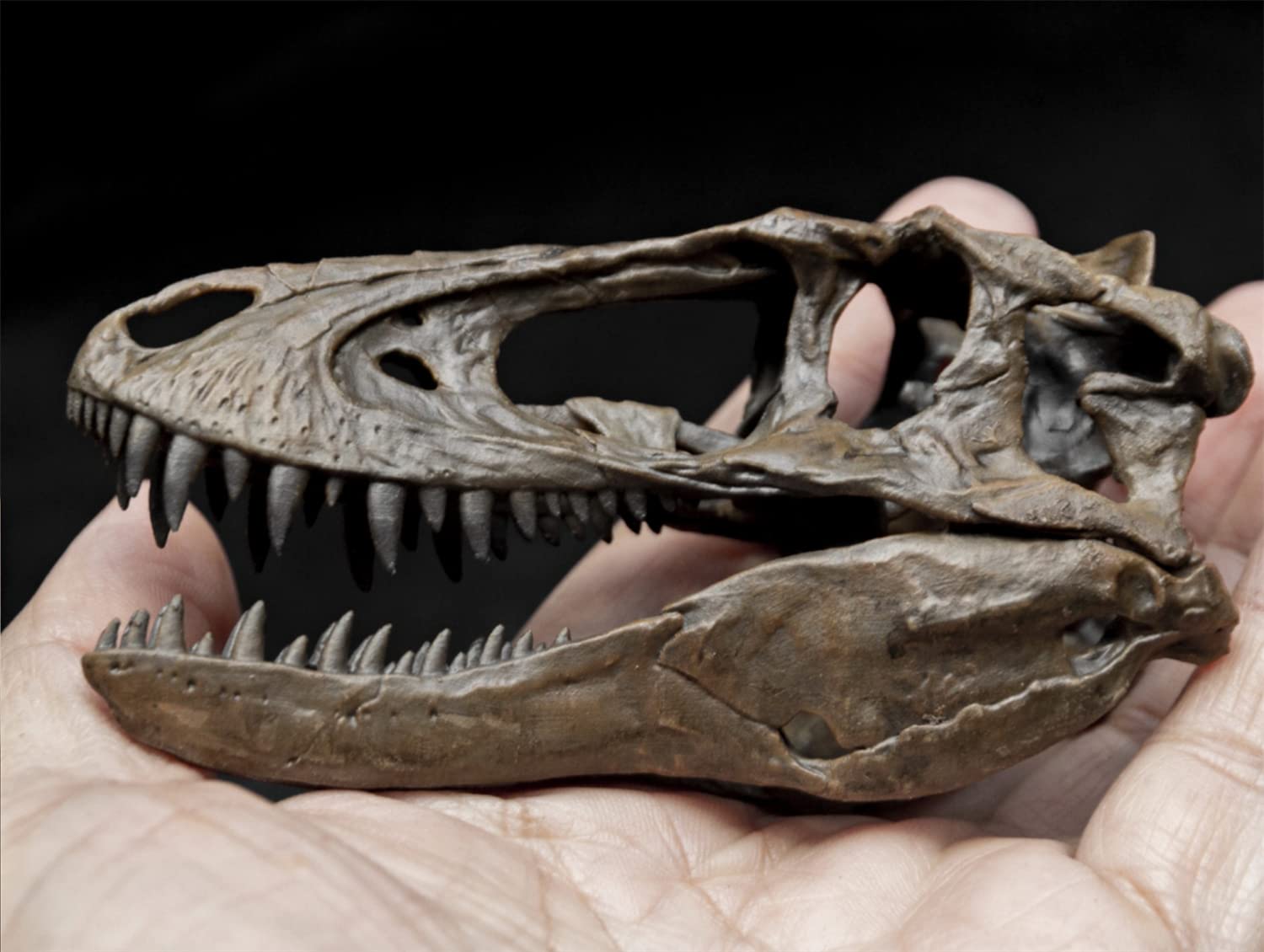 世界に一つ、不世出！ティラノサウルス・レックス　頭骨　1/10 木彫16.5cm 世界に一つ、不世出！ティラノサウルス・レックス 頭骨 1/10