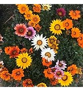 Gazania Star Light Dwarf Mix | NON GMO Open Pollinated Seeds | Pack of 50+