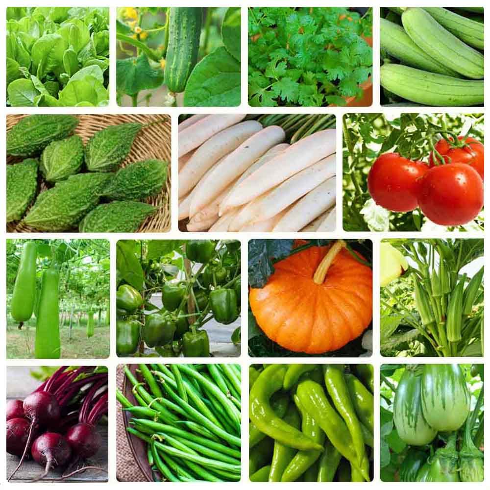 Rainy season vegetables seeds (200 seeds) (B0C6ZVND1C) Amazon Price History, Amazon Price Tracker