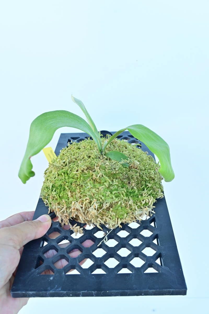 Amazon.co.jp: P.wallichii × P.willinckii 在庫僅か @bikamori.com