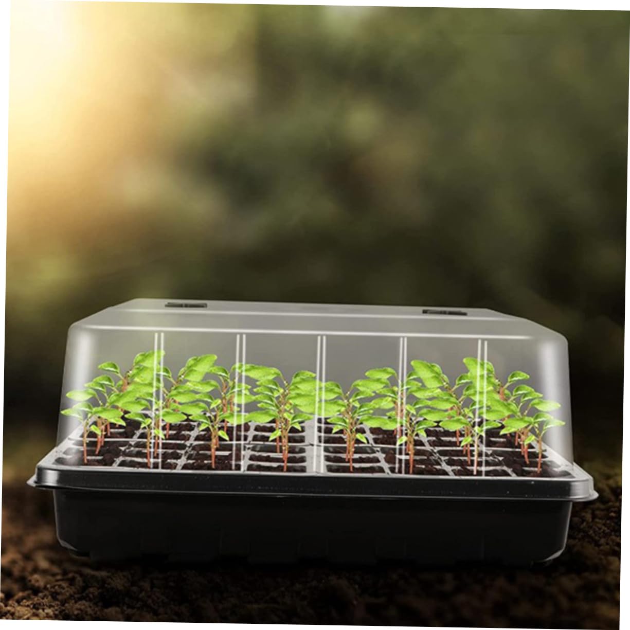 VANZACK Vassoi per Piante in Plastica Cupola per Semina di Piantine Vassoi Stella per Piantine con Semi per da Giardino Contenitori per Fiori di