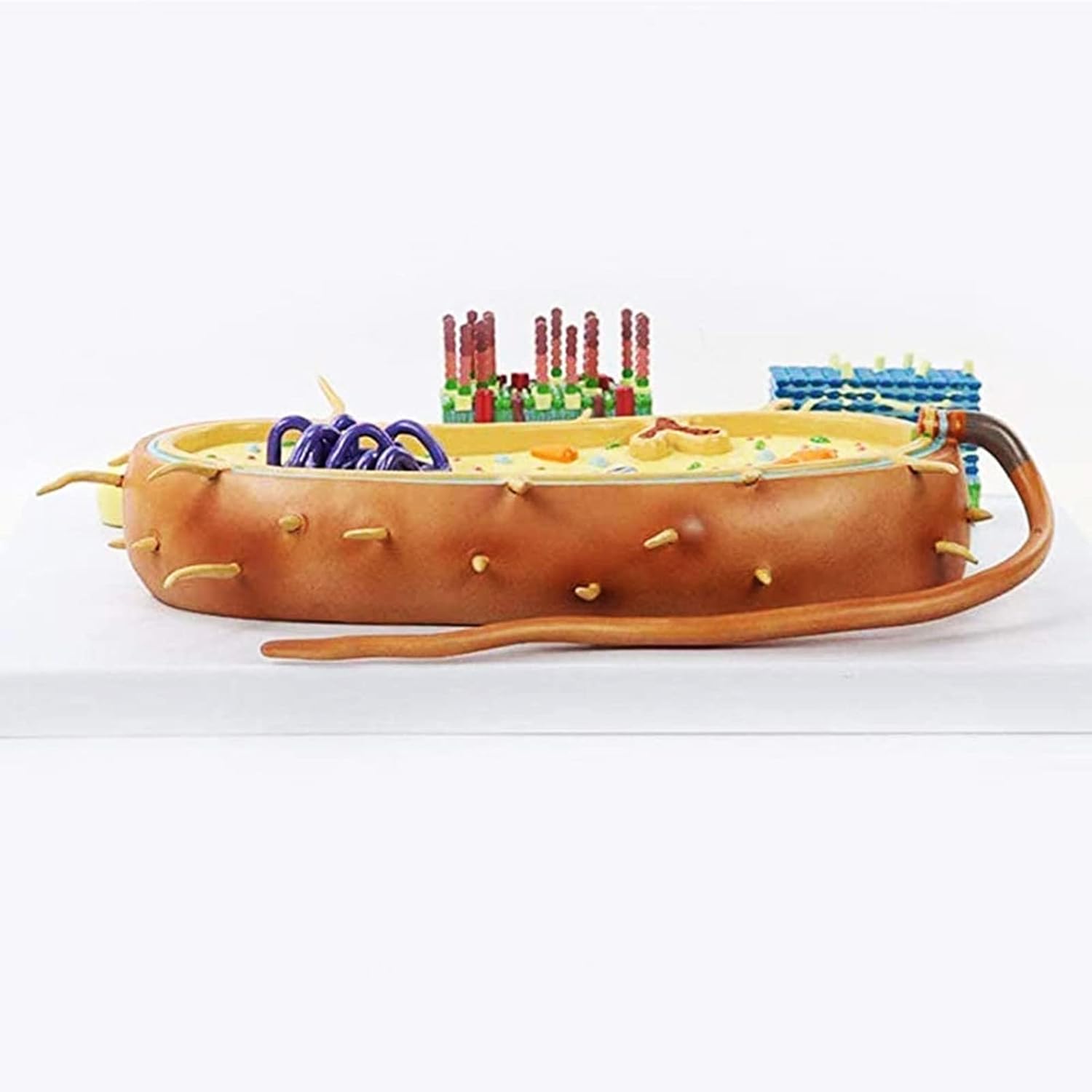 新版 歯科矯正学事典 亀田晃 新版 歯科矯正学事典 | 亀田 晃, 亀田 晃 |本 | 通販 | Amazon