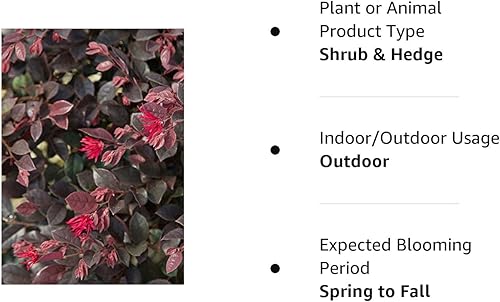 Miniatura 7 de Southern Living Plant Collection Daydream Enano Loropetalum (2.5 cuartos de galón) Arbusto compacto de hoja perenne con flores rosadas, pleno sol a