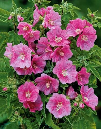 MAELSA® GRAINES EN SACHET POUR POTAGER ET JARDIN - FLEURS - SEMENCES DE FLEURS DIVERS VARIETES AU CHOIX (LAVATERE)