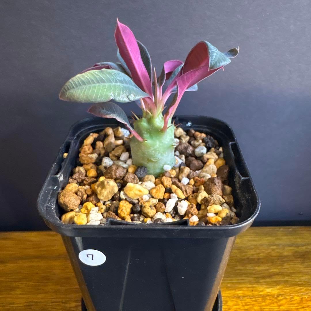 ユーフォルビア パキポディオイデス 実生 鉢ごと Euphorbia