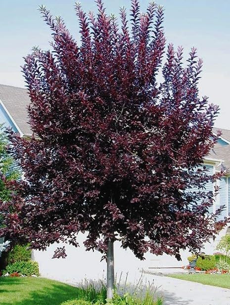 DAS Farms Canada Red Chokecherry