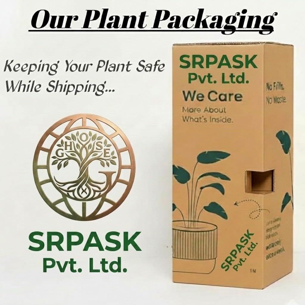 Areca Palm Live Plant - Air Purifier & Decor -6 Areca Palm Live Plant - Air Purifier & Decor -6